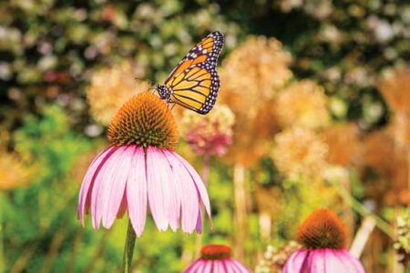 Photos from the Field: Monarch Pauses on Echinacea Flower Image